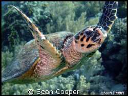 Hawksbill Turtle, taken at Jackfish Alley, Ras Mohammed N... by Sean Cooper 